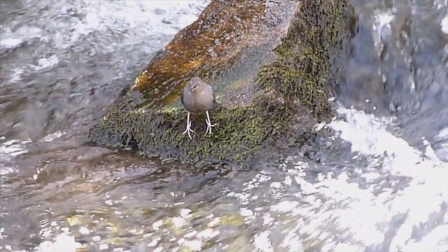 American Dipper - ML300934561