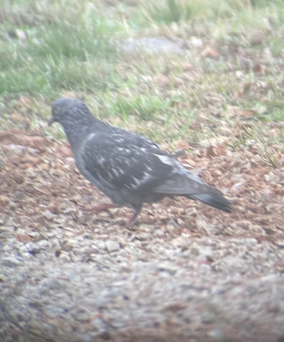 Rock Pigeon (Feral Pigeon) - ML300937341