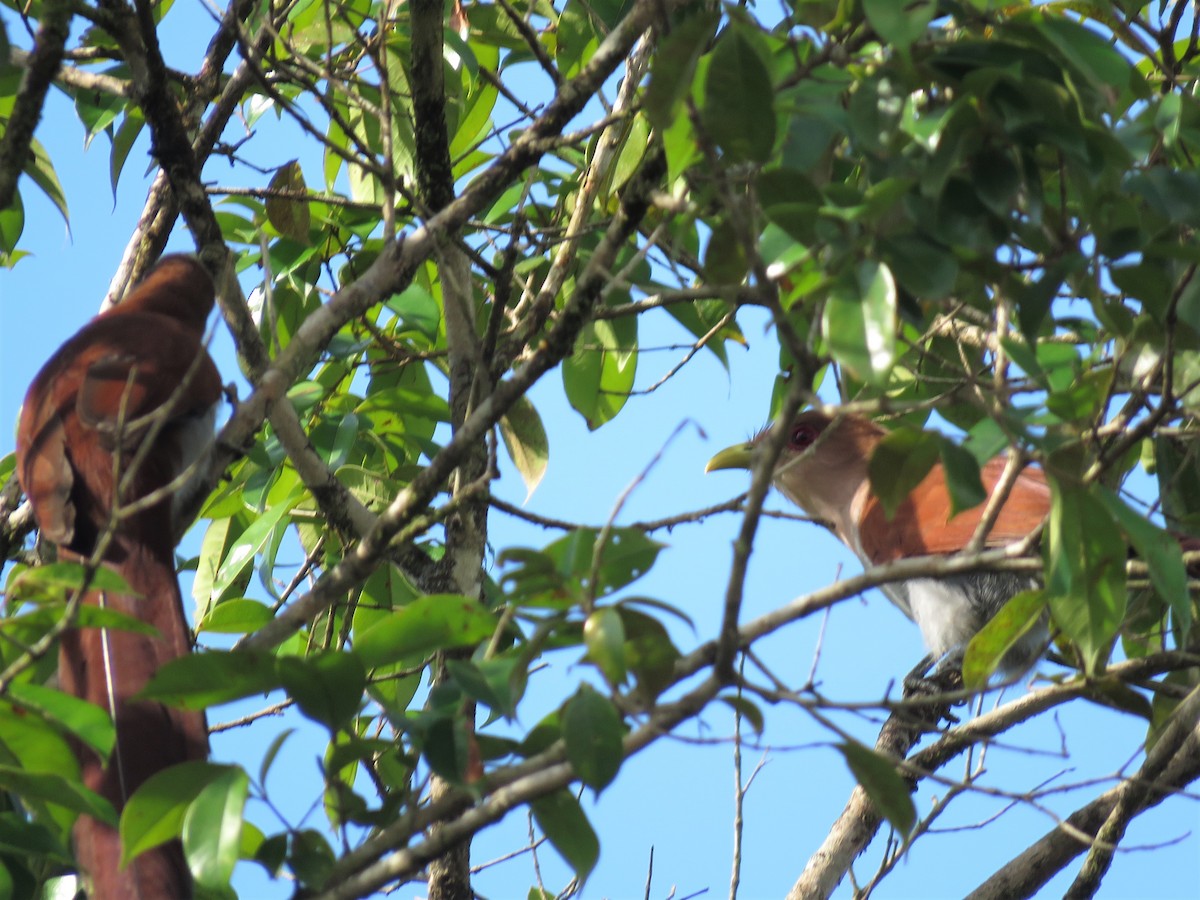 Squirrel Cuckoo - ML300937461