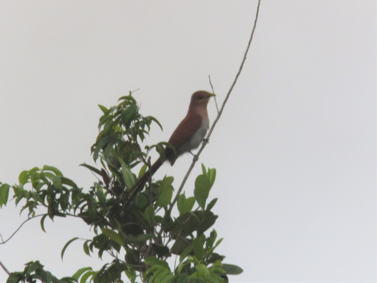 Squirrel Cuckoo - ML300937481