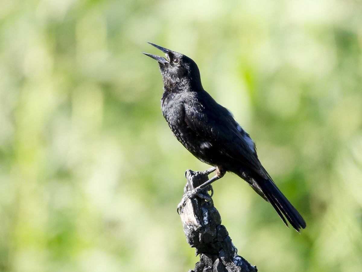 Unicolored Blackbird - ML300938111