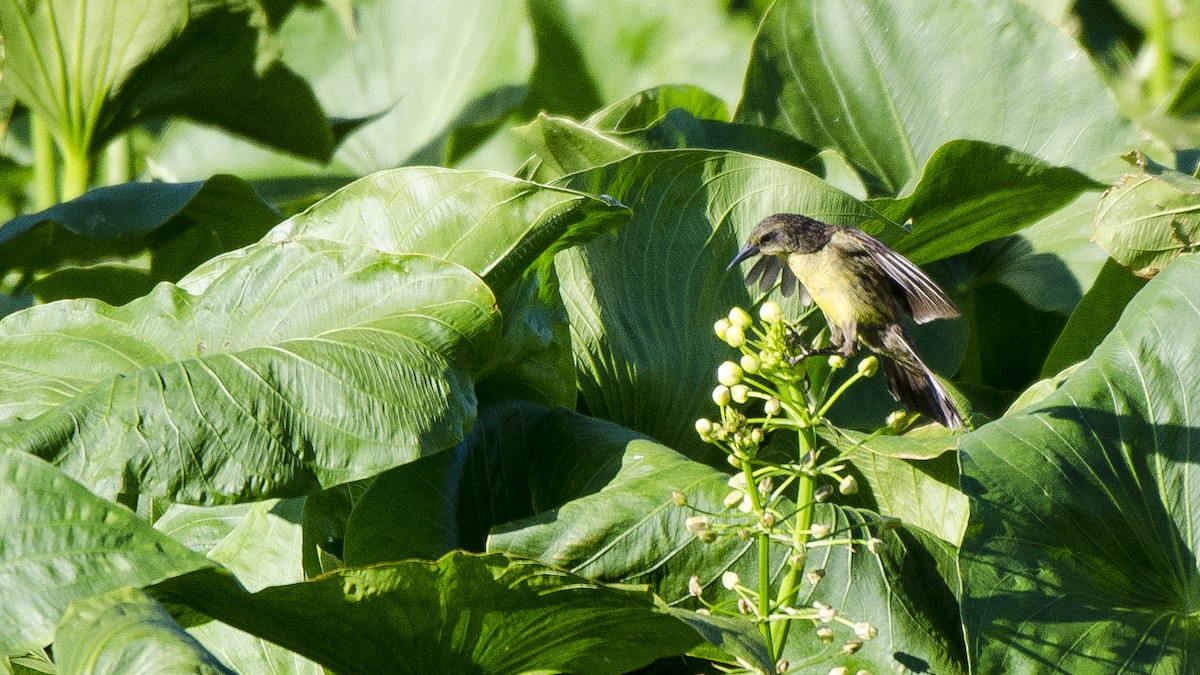 Unicolored Blackbird - ML300938221