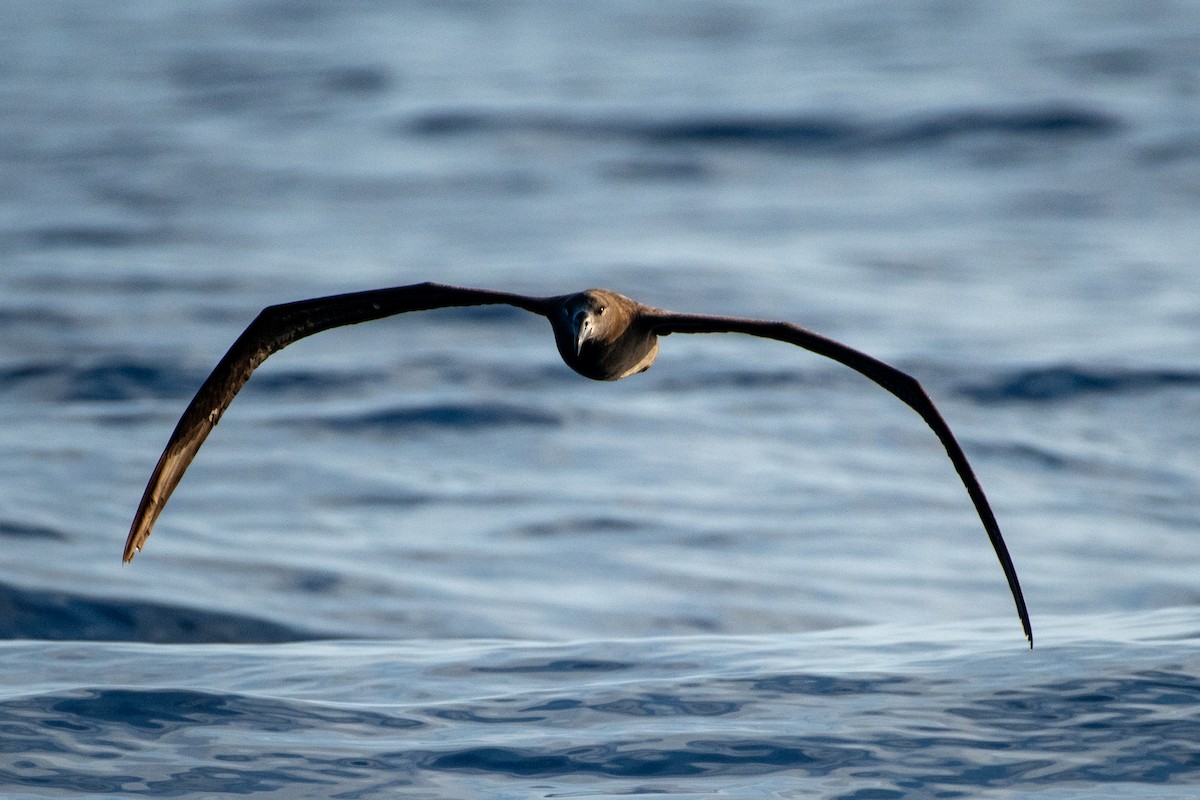 Black-footed Albatross - Alex Wang