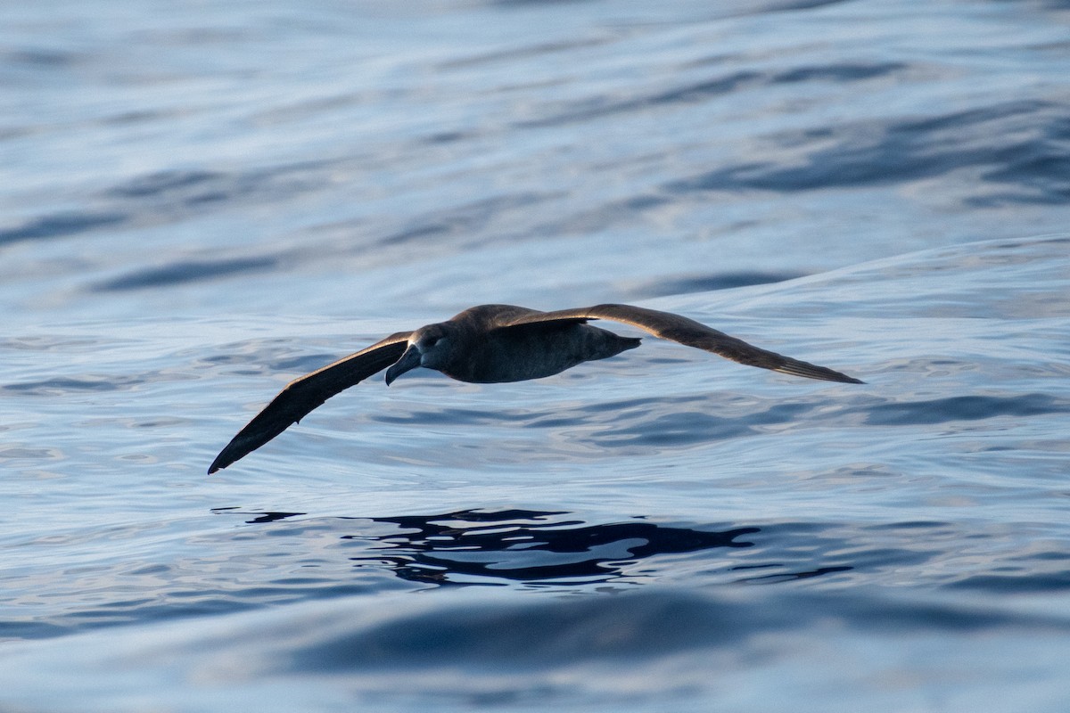 Albatros à pieds noirs - ML300938841