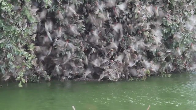 Red-billed Quelea - ML300939061