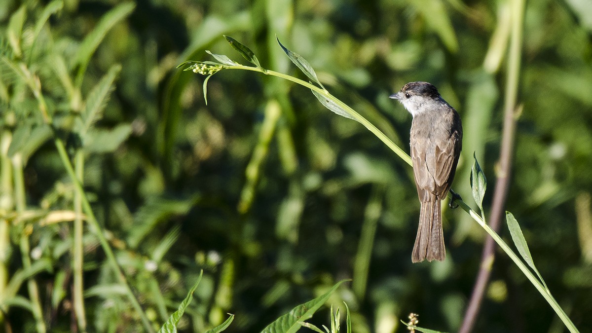 White-naped Xenopsaris - ML300939191