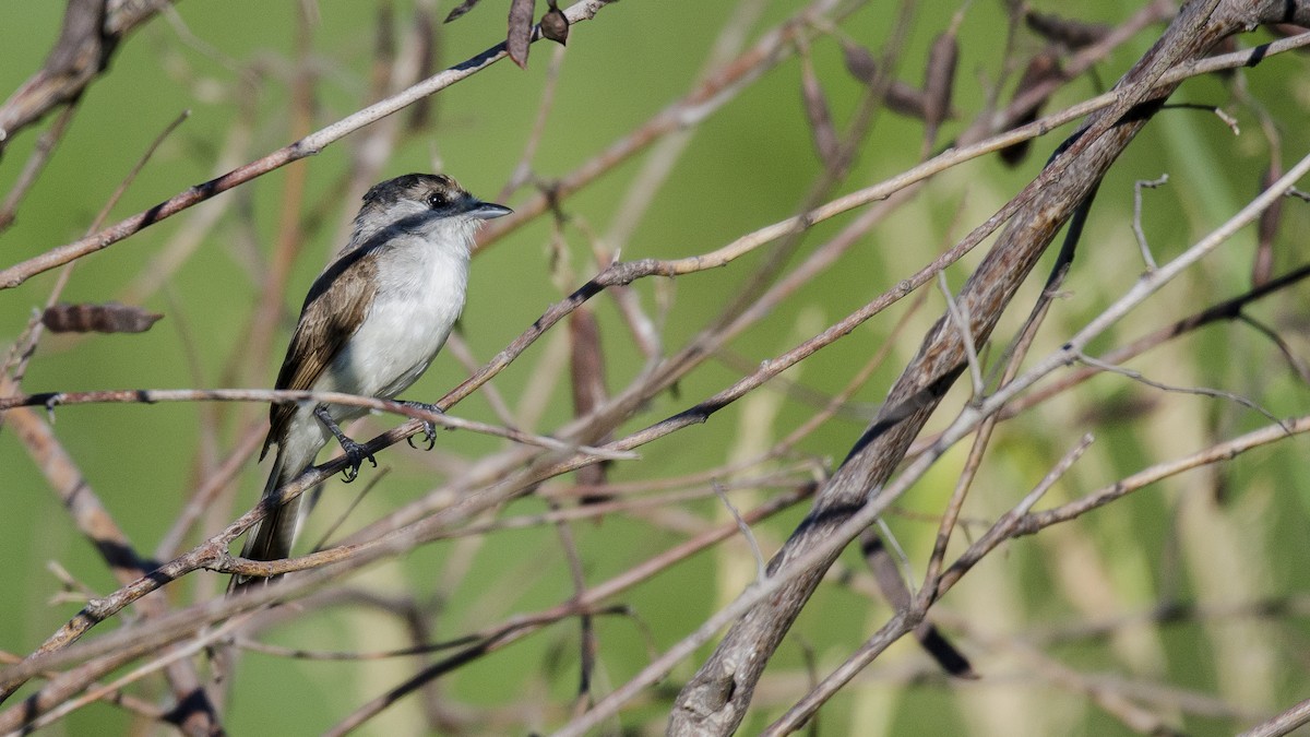 White-naped Xenopsaris - ML300939231