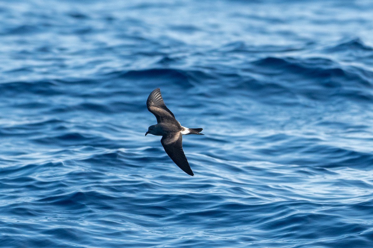 Leach's Storm-Petrel - ML300940011