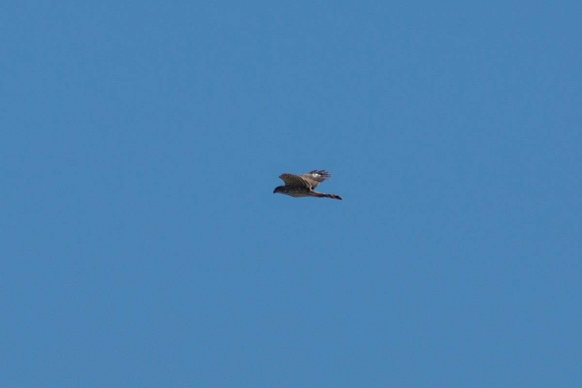 Cooper's Hawk - ML300941551