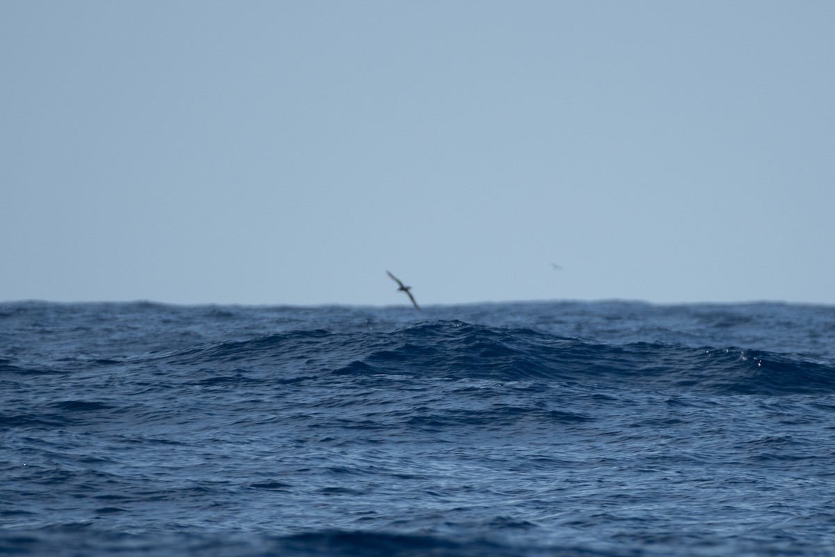 Albatros à pieds noirs - ML300941641