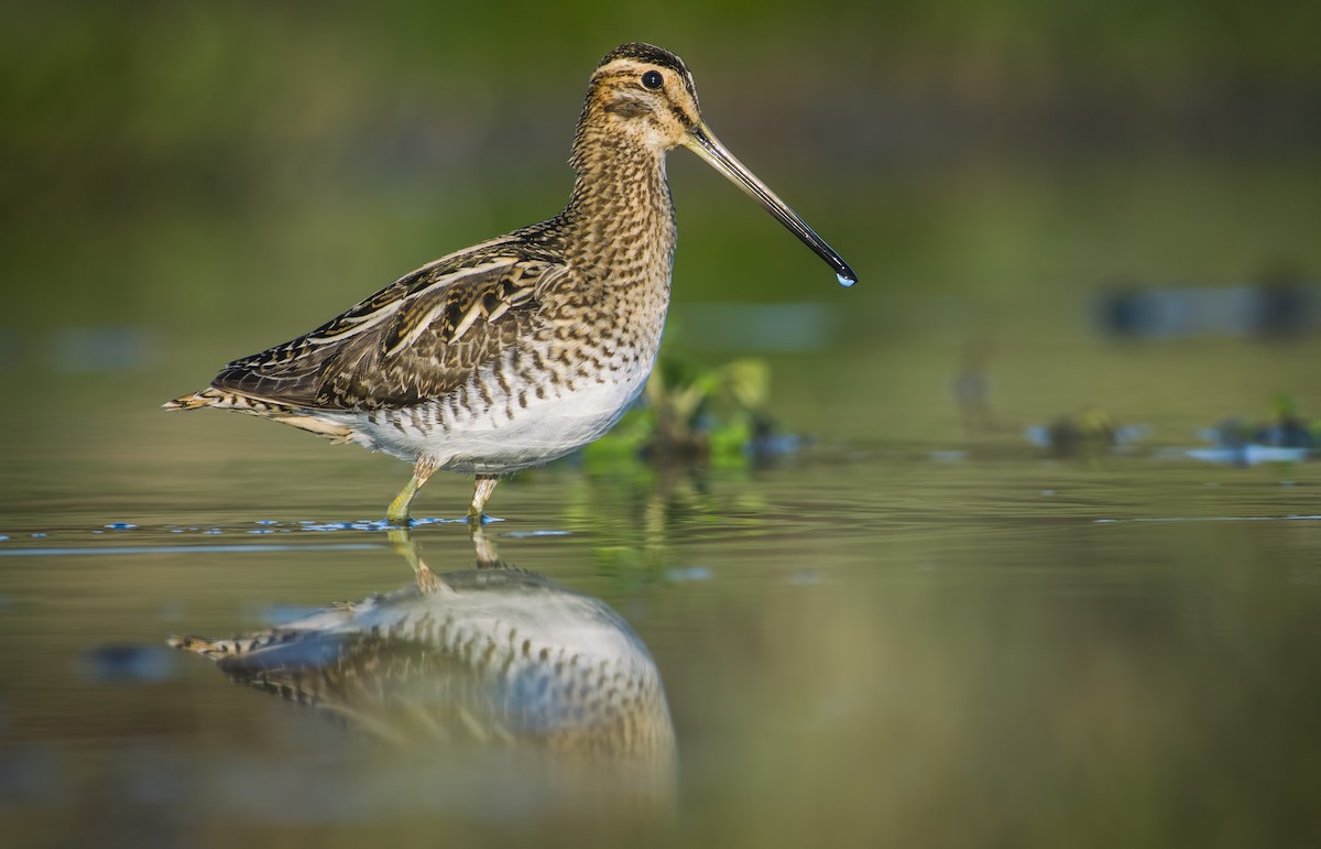 Common Snipe - ML300941811