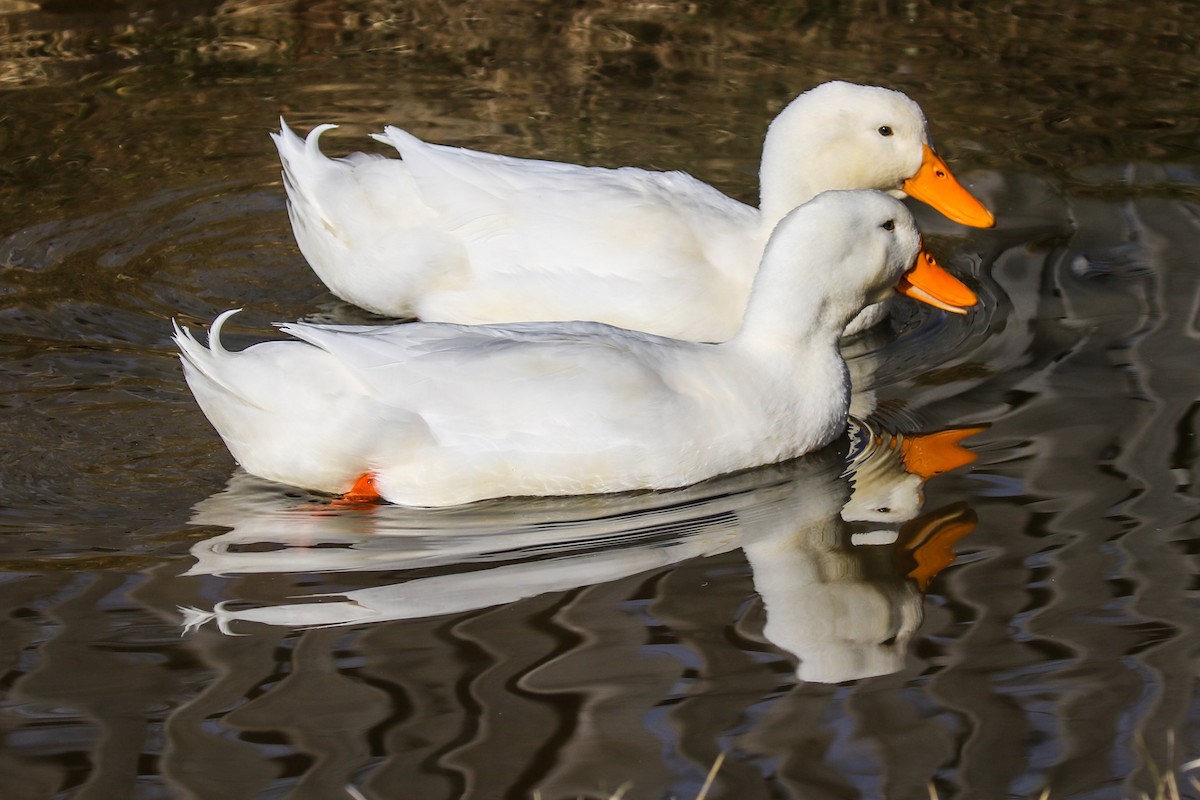 duck sp. - ML300942121