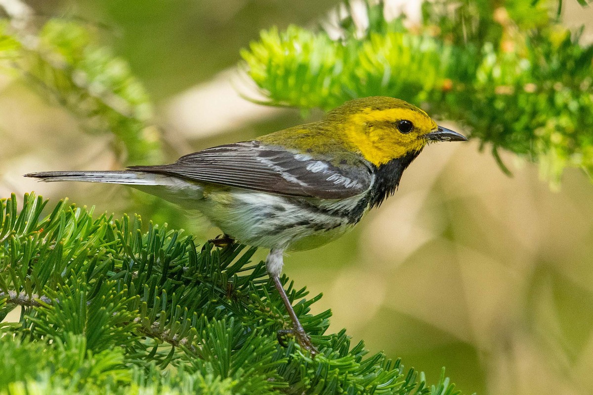 Black-throated Green Warbler - ML300944301