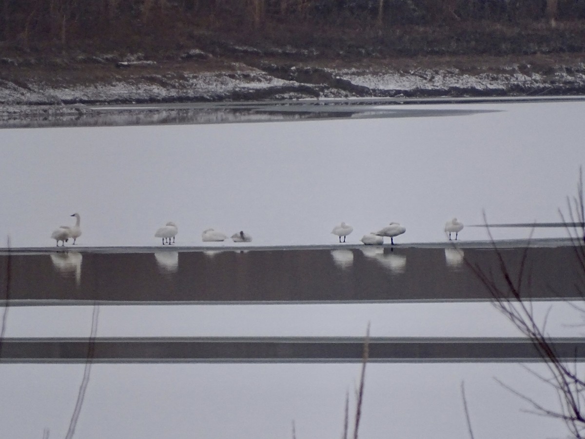 Tundra Swan - ML300944531