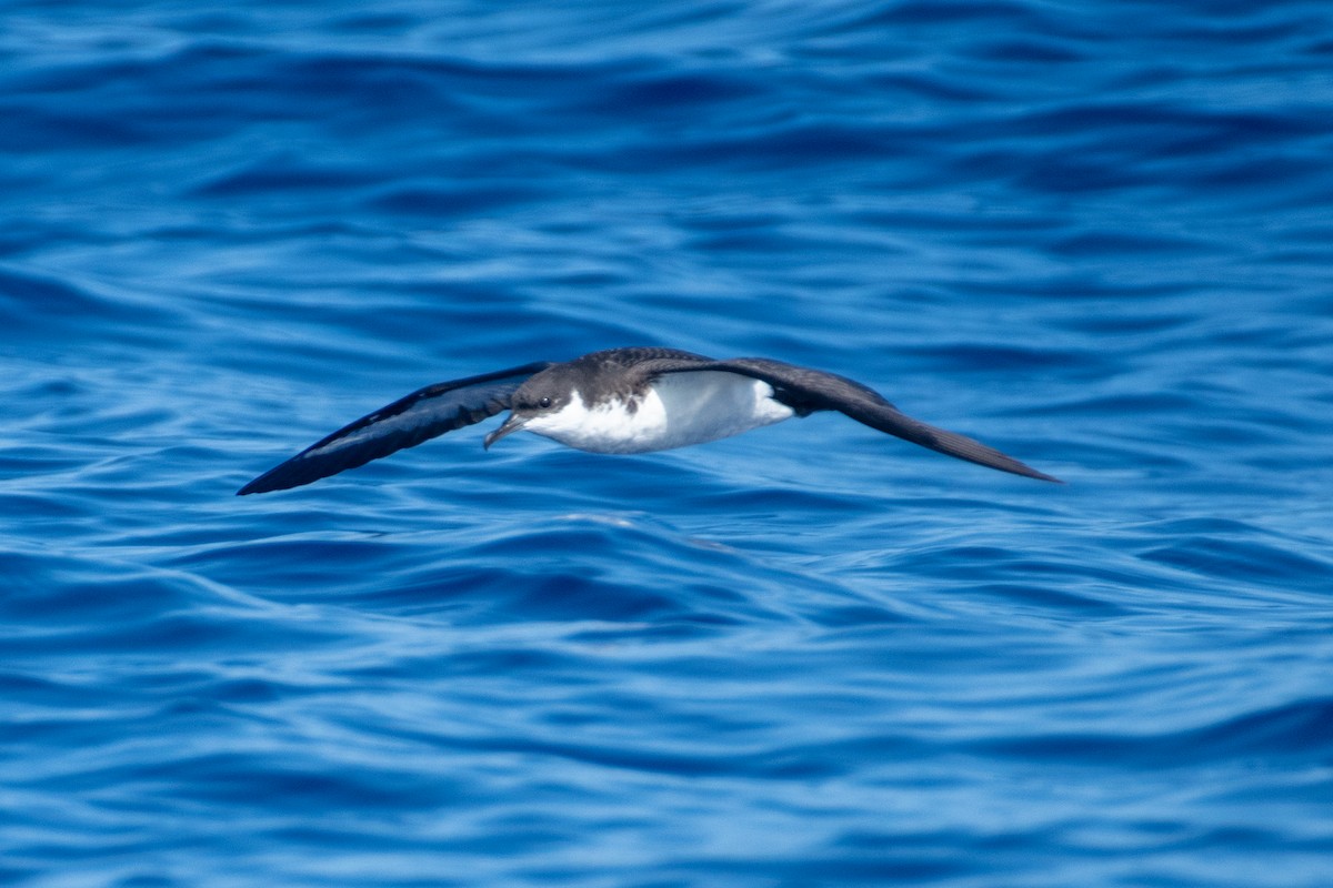 Puffin de Newell - ML300944651