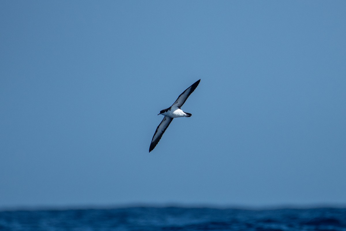 Puffin de Newell - ML300944691