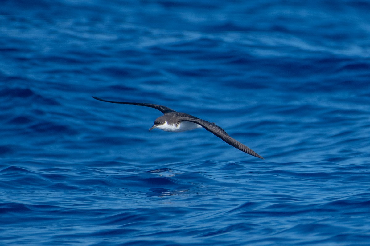 Puffin de Newell - ML300944701