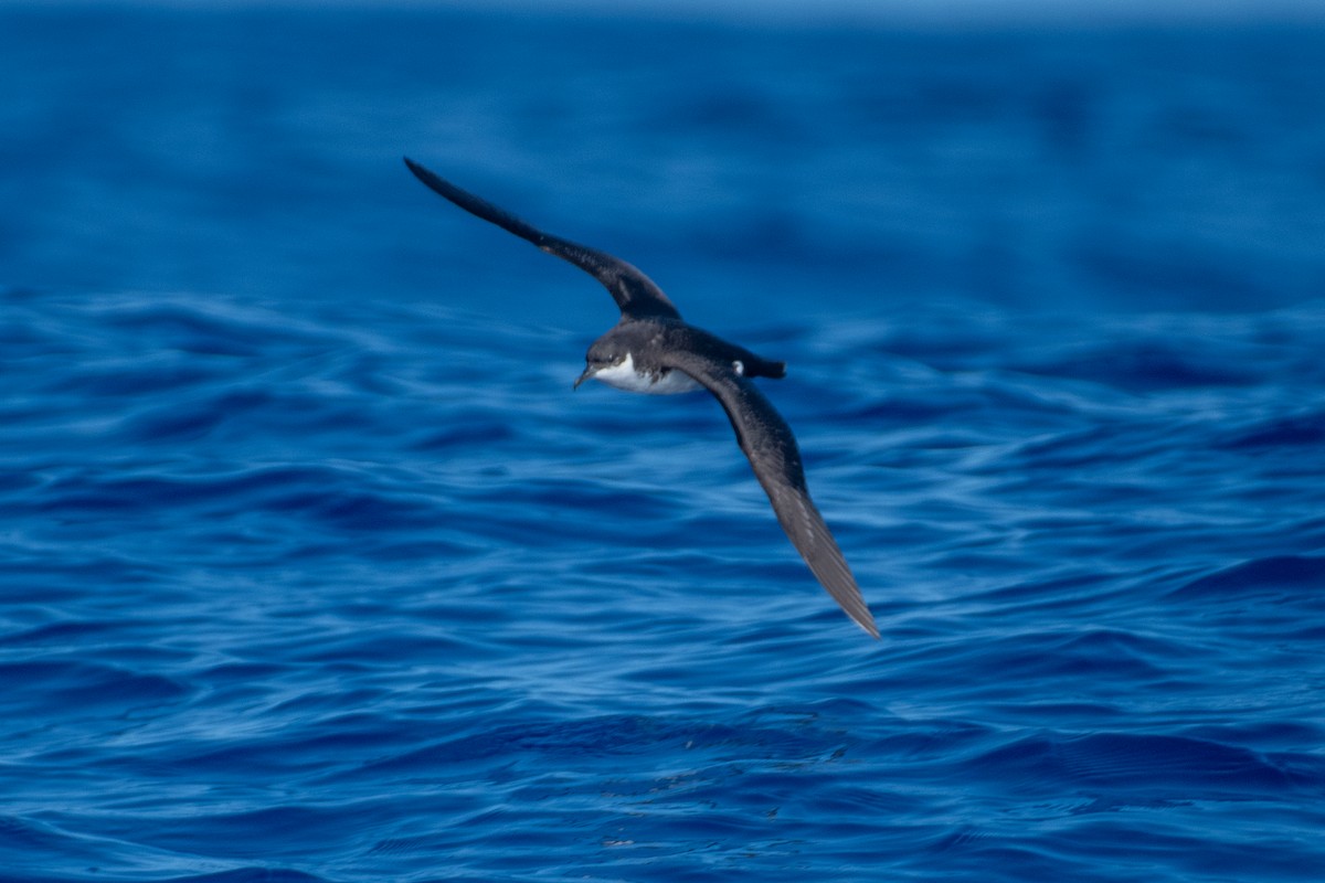 Puffin de Newell - ML300944811