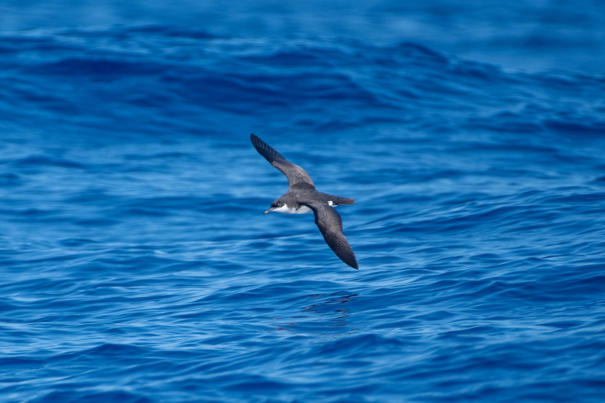 Puffin de Newell - ML300944841