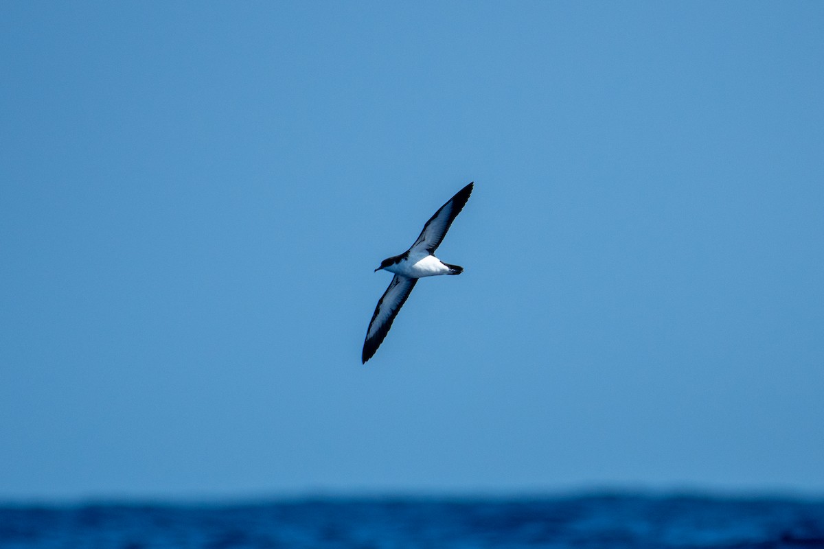 Puffin de Newell - ML300944931