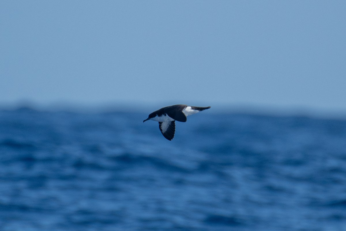 Puffin de Newell - ML300944941