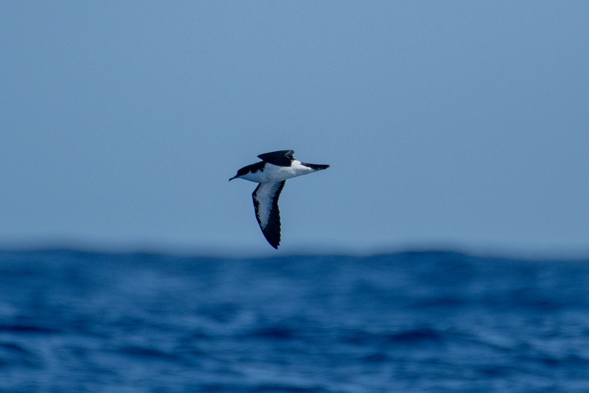 Puffin de Newell - ML300945081