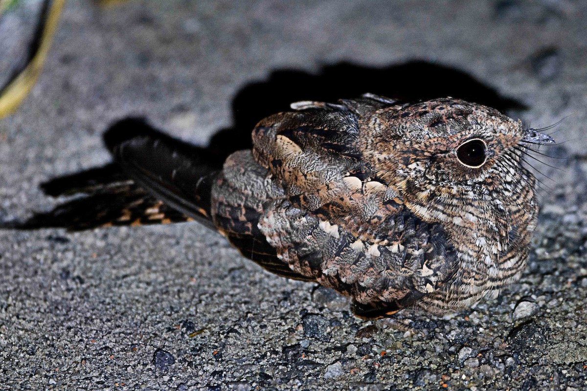 Scissor-tailed Nightjar - ML300945641