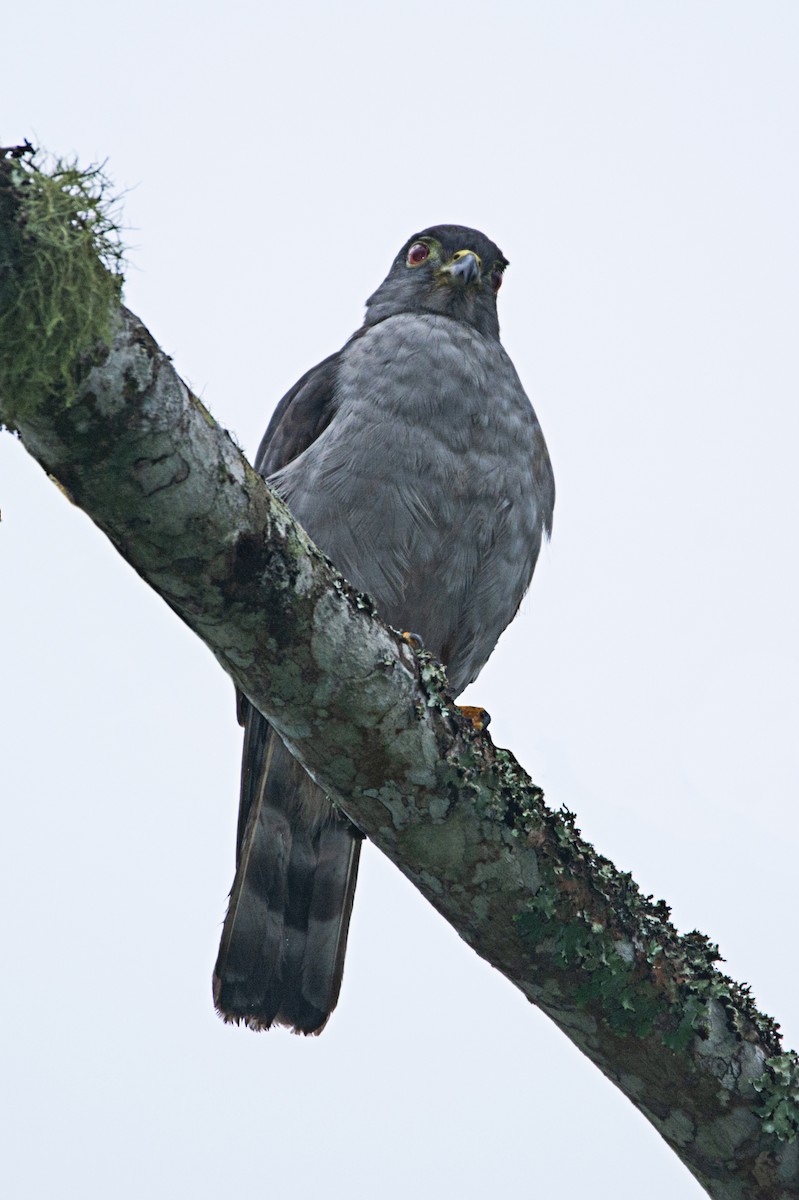 Rufous-thighed Kite - ML300945721