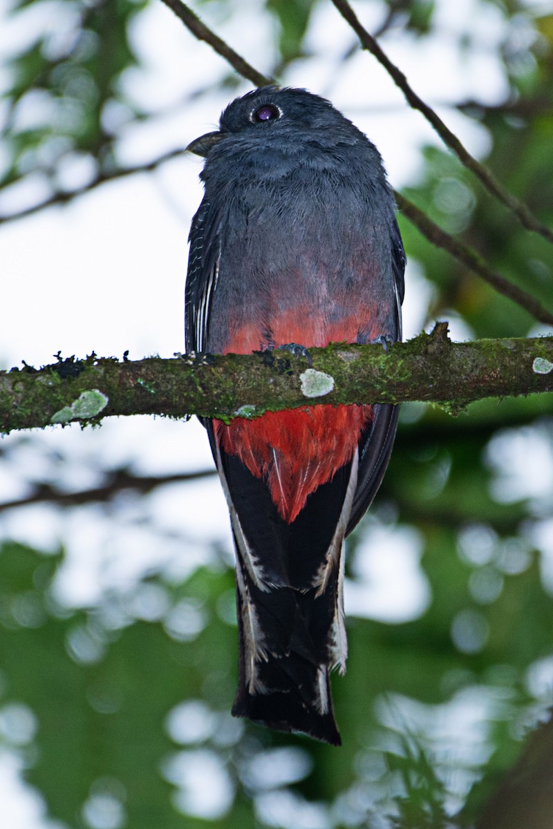 Surucua Trogon - ML300945751