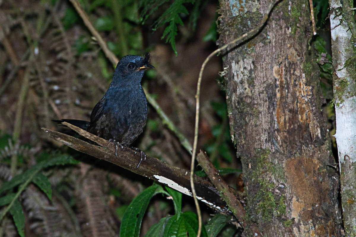 Slaty Bristlefront - ML300946741