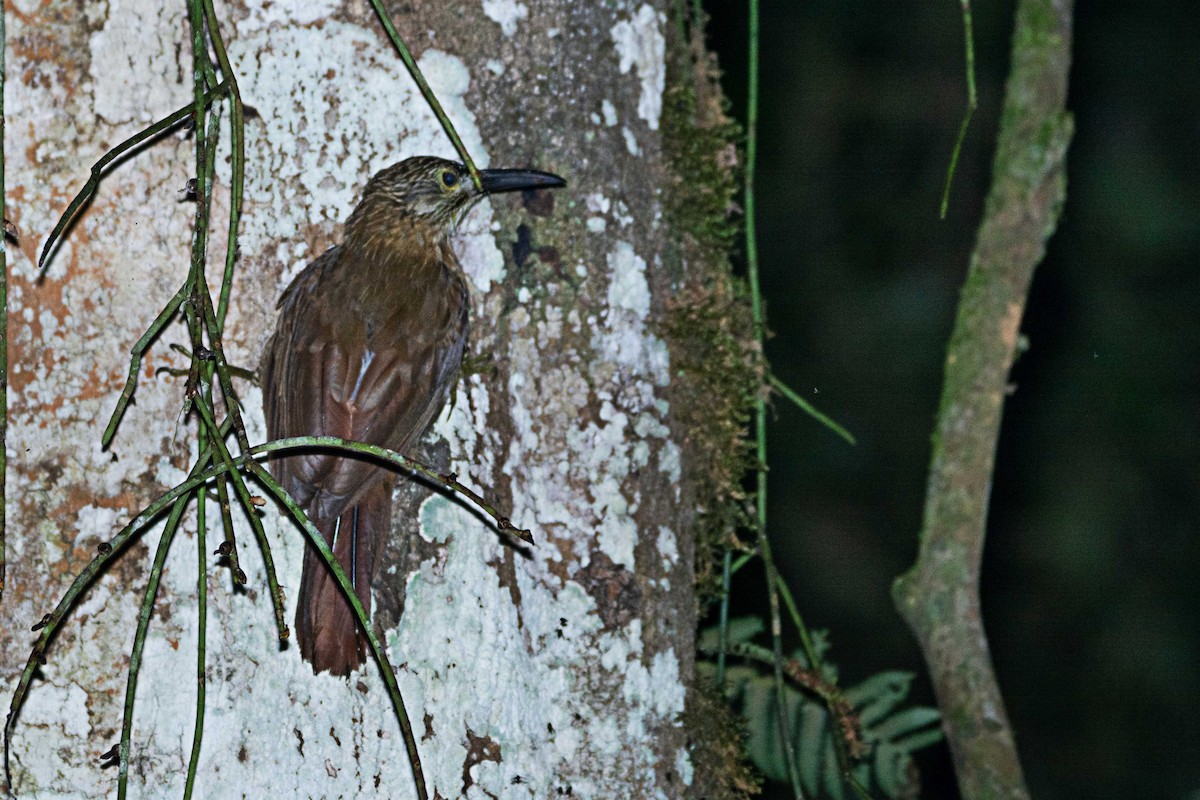 White-throated Woodcreeper - ML300946851