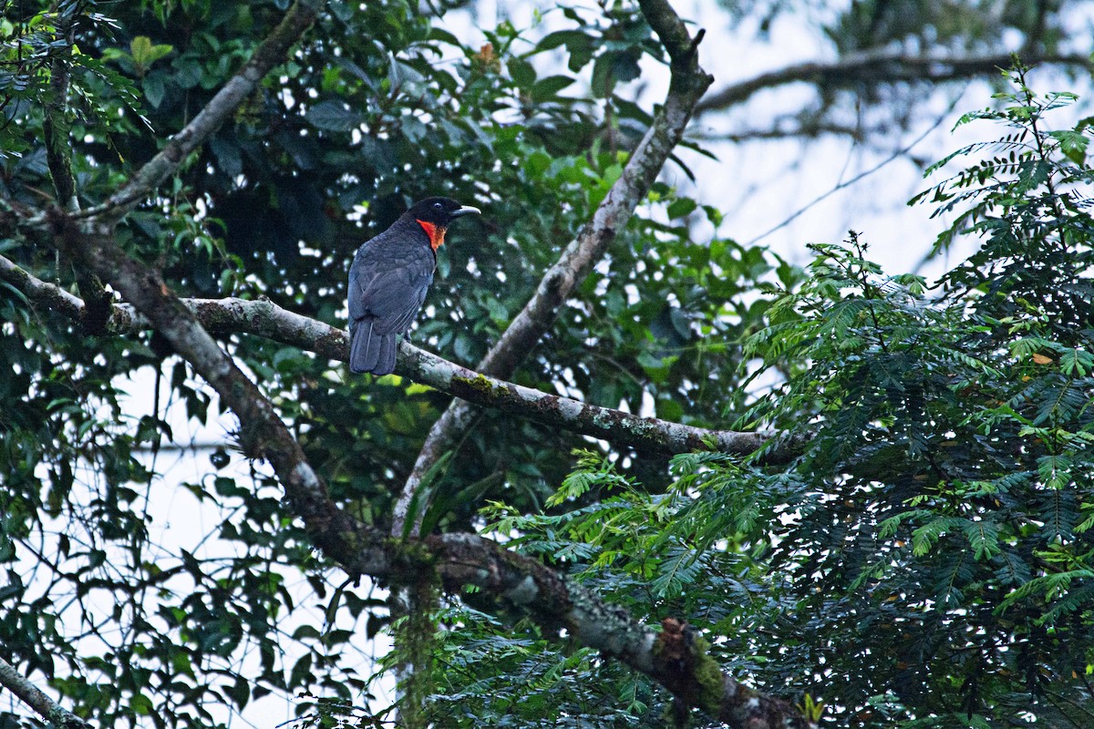 Red-ruffed Fruitcrow - ML300946951