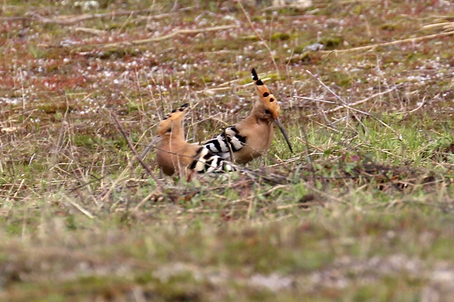 Eurasian Hoopoe - Francisco Barroqueiro