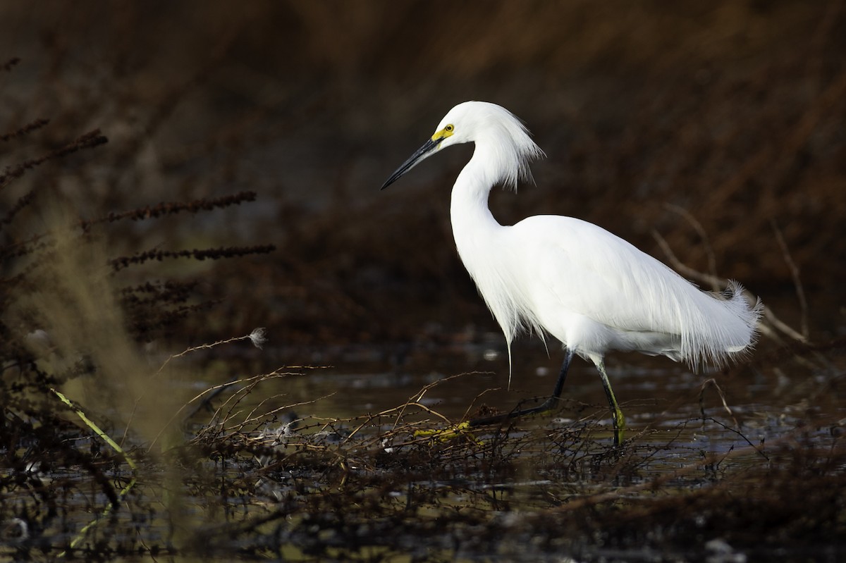 Snowy Egret - ML300947511