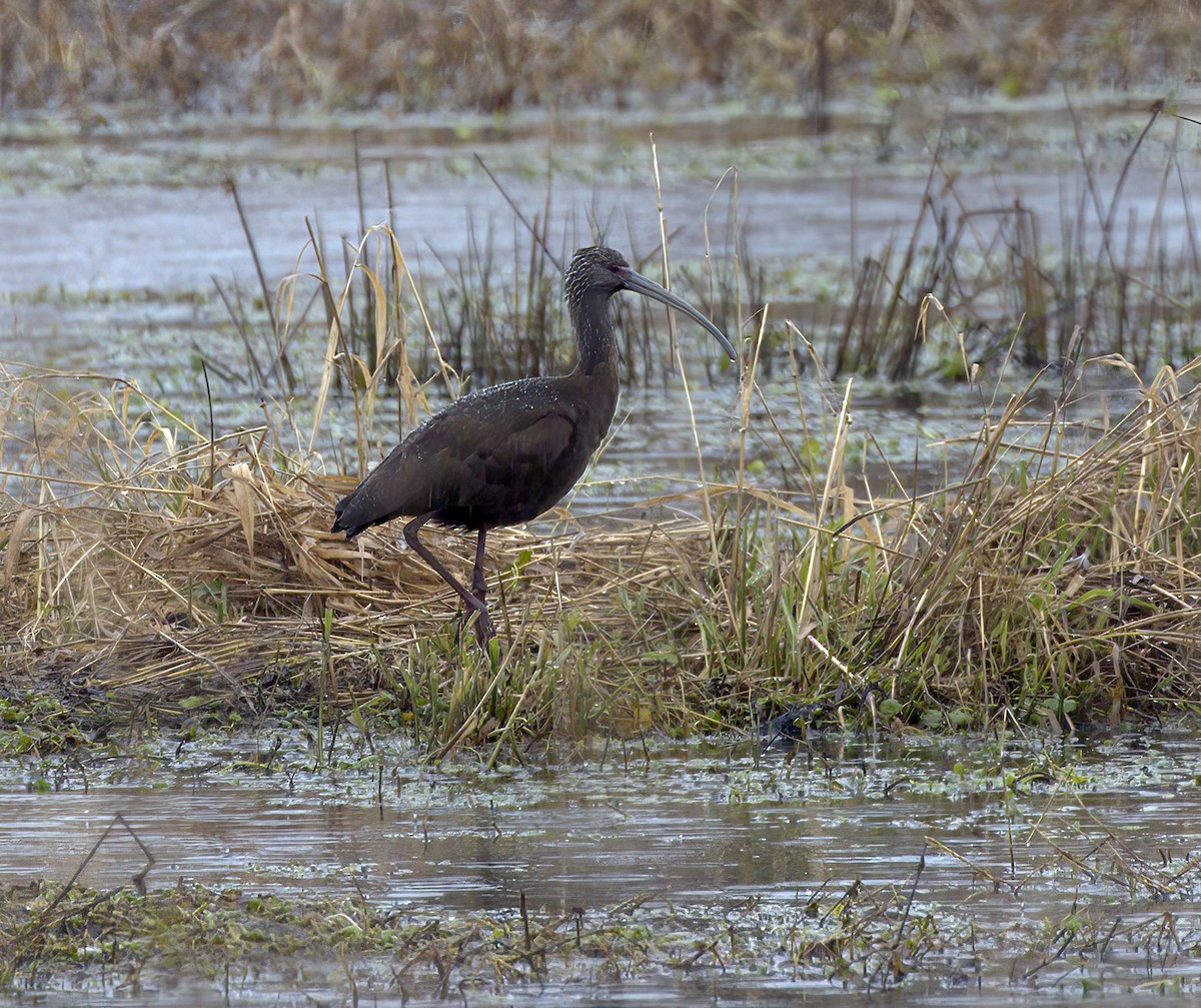 White-faced Ibis - ML300948791