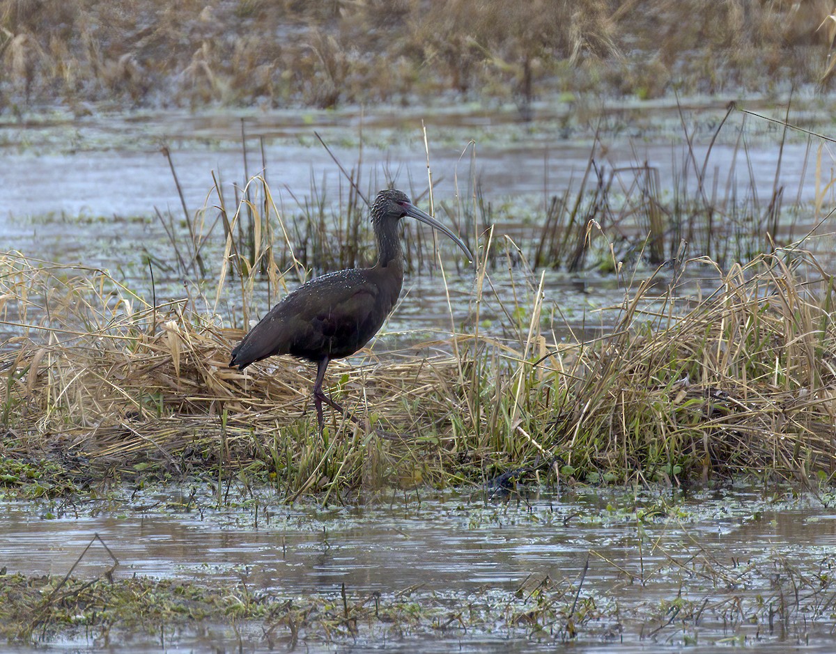 Ibis à face blanche - ML300948811