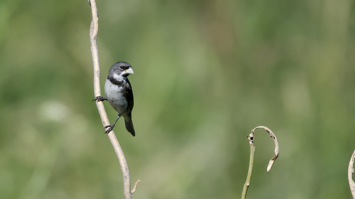 Double-collared Seedeater - ML300949511