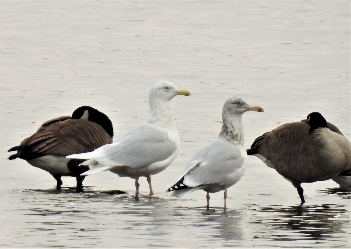 Glaucous Gull - ML300950071