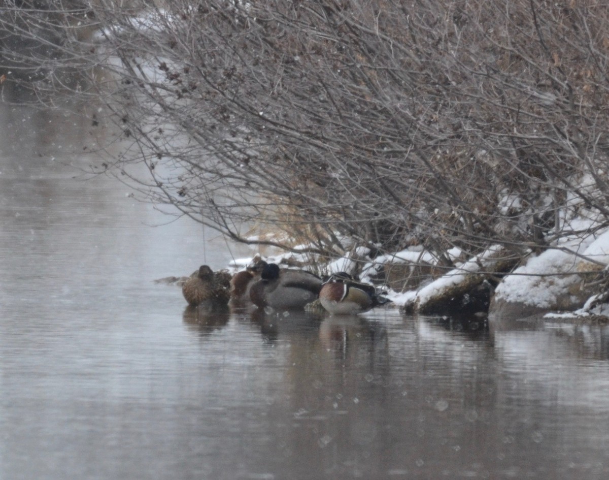 Wood Duck - ML300950181