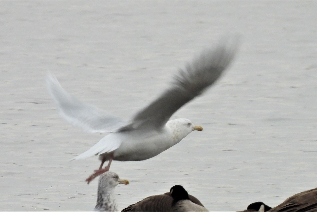 Glaucous Gull - ML300950891