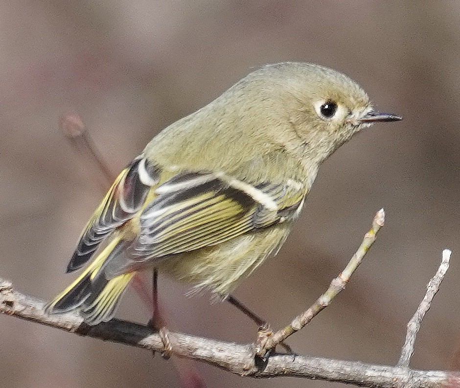 Ruby-crowned Kinglet - ML300951371