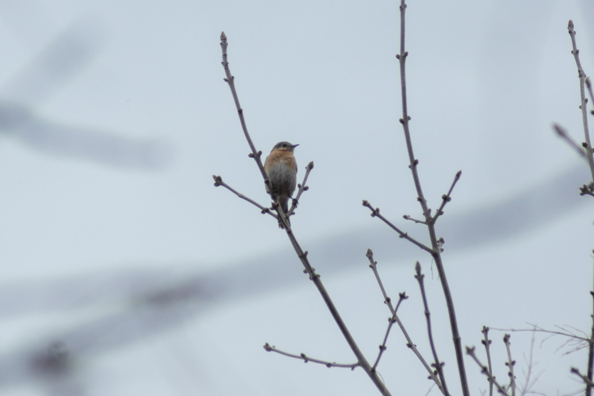 Eastern Bluebird - ML300952071