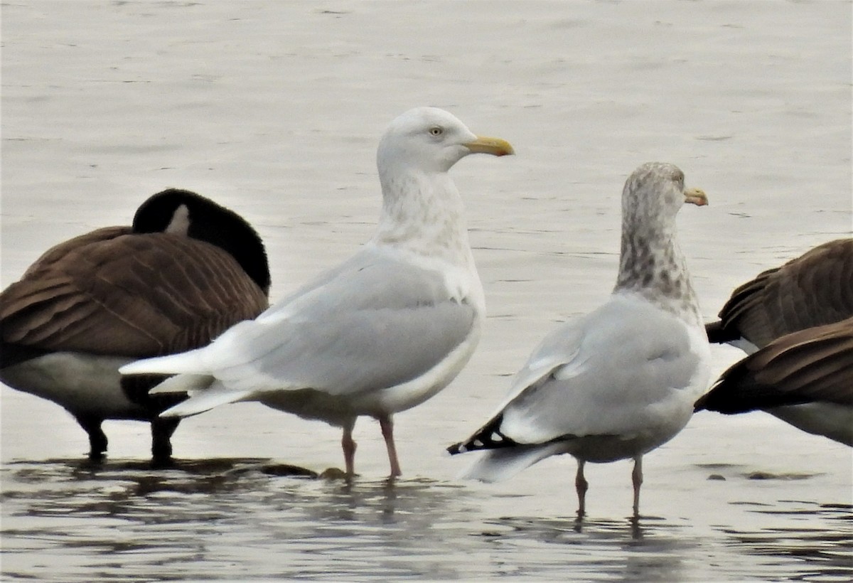 Glaucous Gull - ML300952141