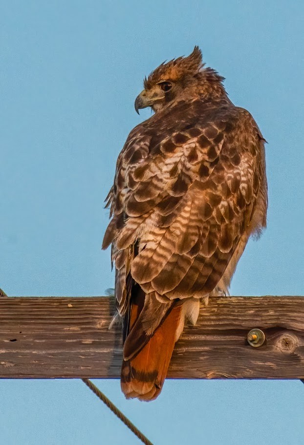 Red-tailed Hawk - ML300952511