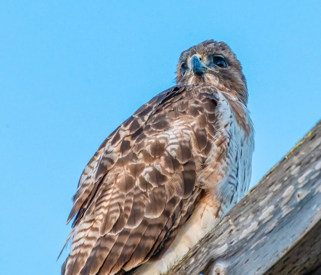 Red-tailed Hawk - ML300952531