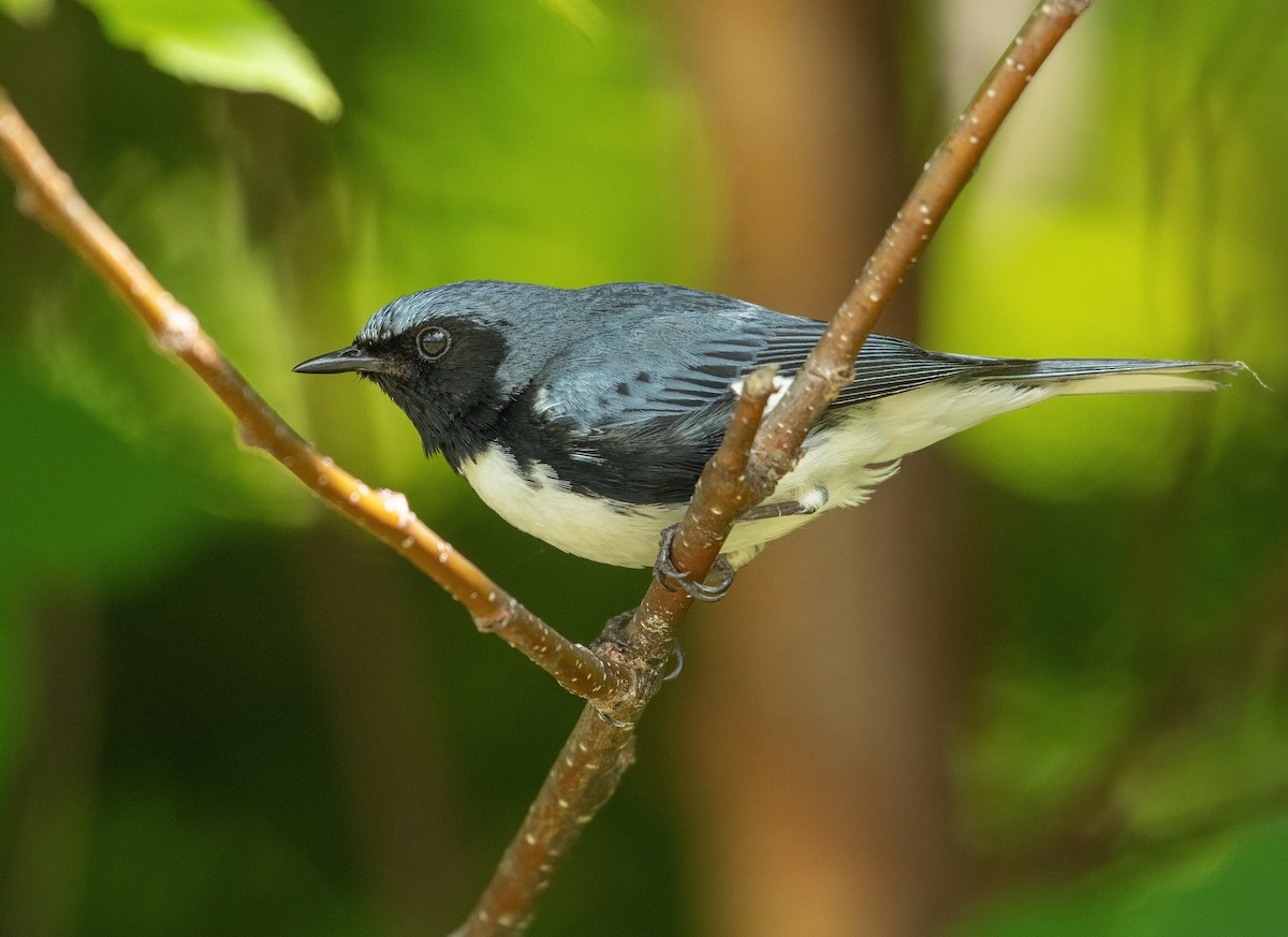 Black-throated Blue Warbler - ML300953381