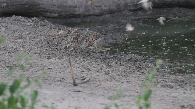 Red-billed Quelea - ML300954291