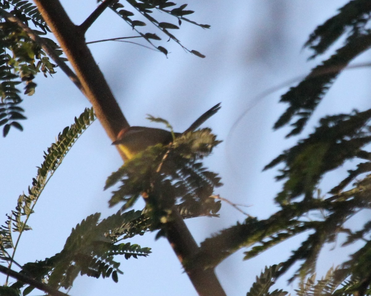 Rufous-capped Warbler - Jeff Shenot