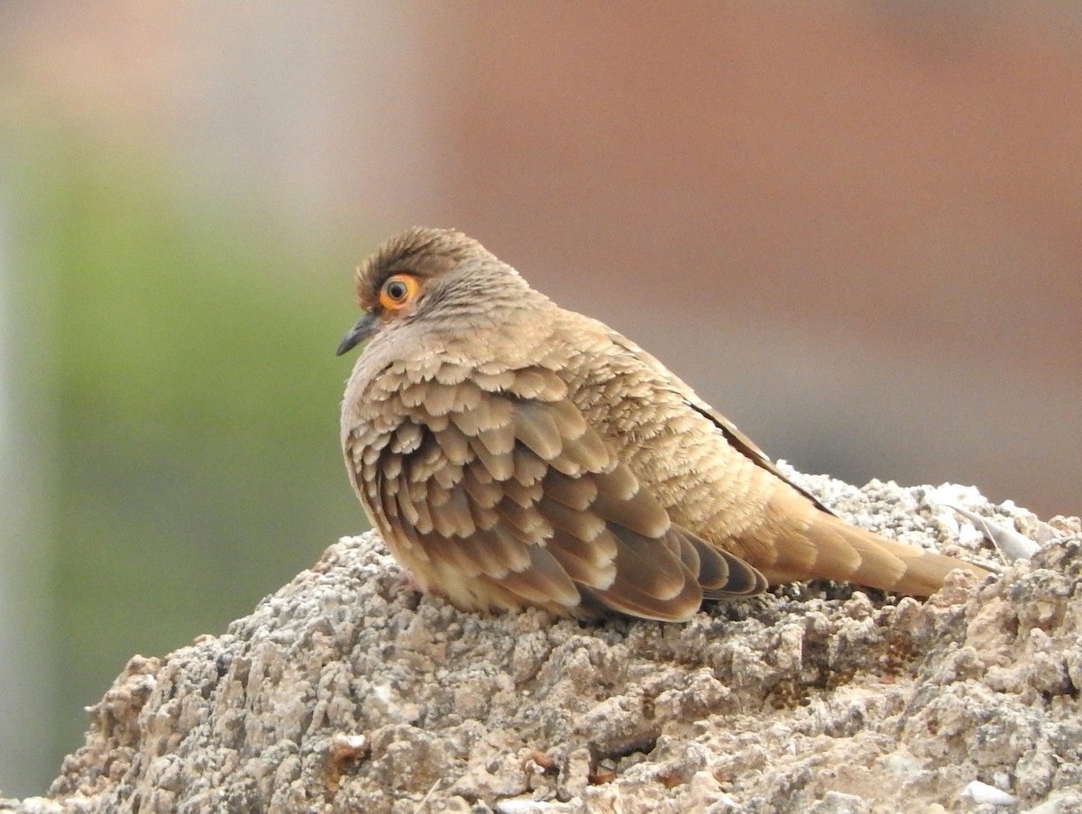 Bare-faced Ground Dove - Todd A. Watkins
