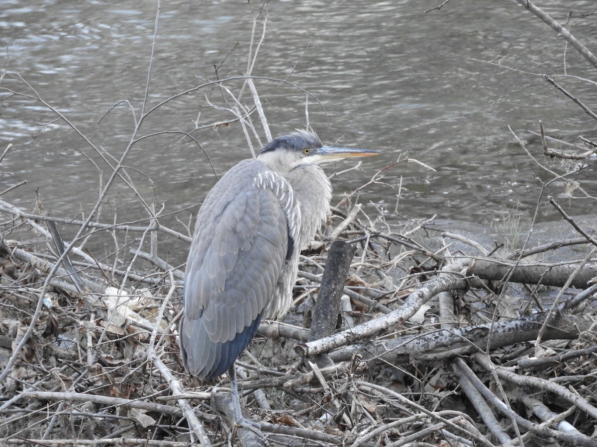 Great Blue Heron - ML300959771